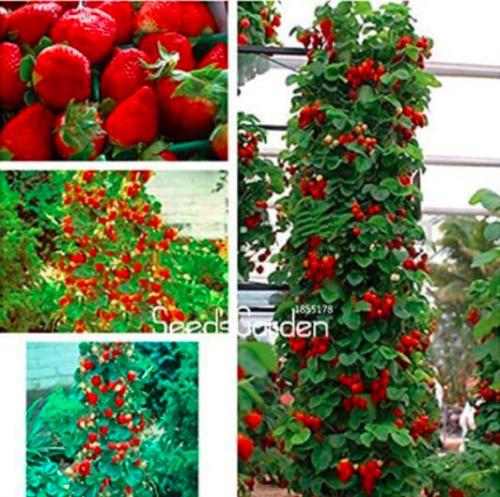 400PCS Climbing Strawberry Plant Seeds