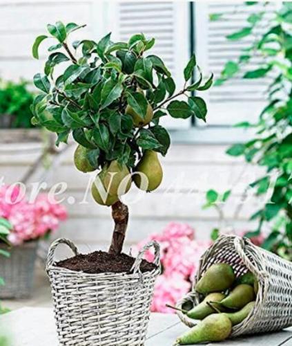 20PCS Organic Pear Seeds