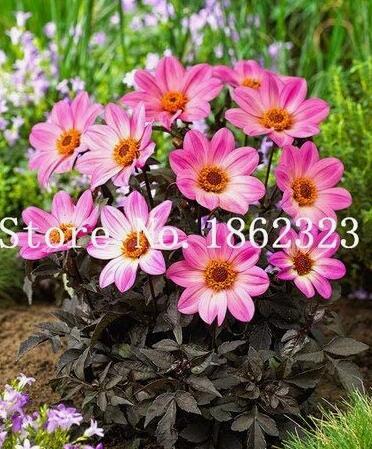 50PCS Dahlia Flower Seeds Pink Flowers with Whitish Centre Sing Petals