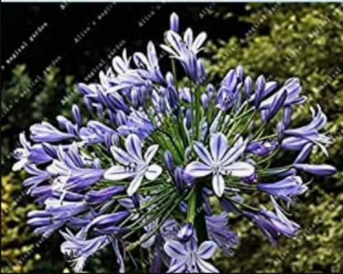 100PCS Agapanthus Africanus Flower Seeds Easy Care and Drought Tolerant