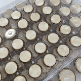 22.5MM shell convex metal  snap buttons