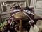 Dark Color Headbow