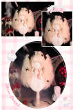 Dalao Home Face Framing Lolita Wig with Double Ponytails