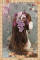Purple Grape Brooch/Hairclip