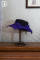 Purple Hat