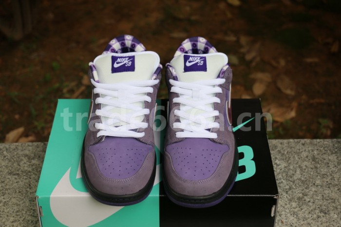 Authentic Nike Dunk SB Concepts Purple Lobster