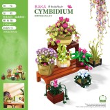 BAKA 33804 Cymbidium Potted Plant