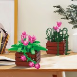 BAKA 33804 Cymbidium Potted Plant
