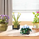 BAKA 33804 Cymbidium Potted Plant
