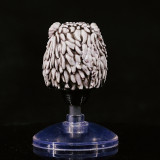 CTC 460 Helmet for Space Wolves