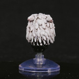 CTC 479 Helmet for Space Wolves