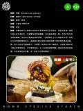 Kong Species Beast TonTon Episode 3